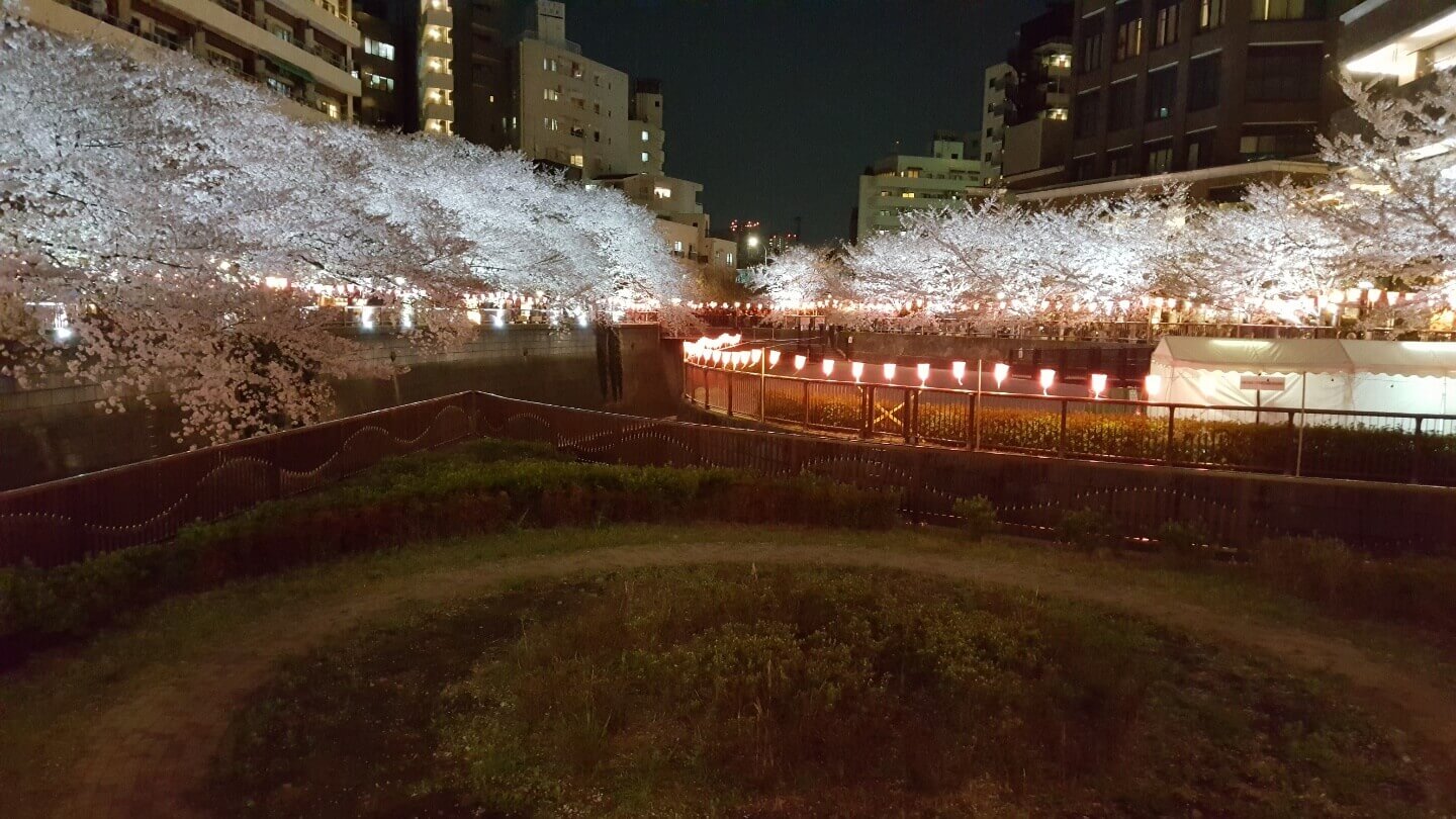 나카메구로 밤 벚꽃 야경 사진