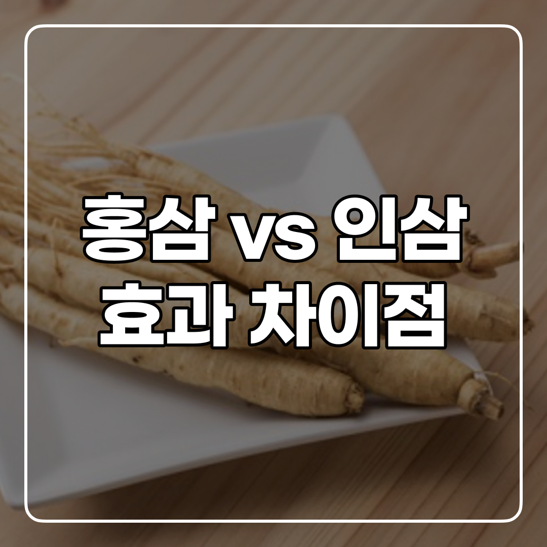  명절 인기템 홍삼 인삼 뭐가 다르지?