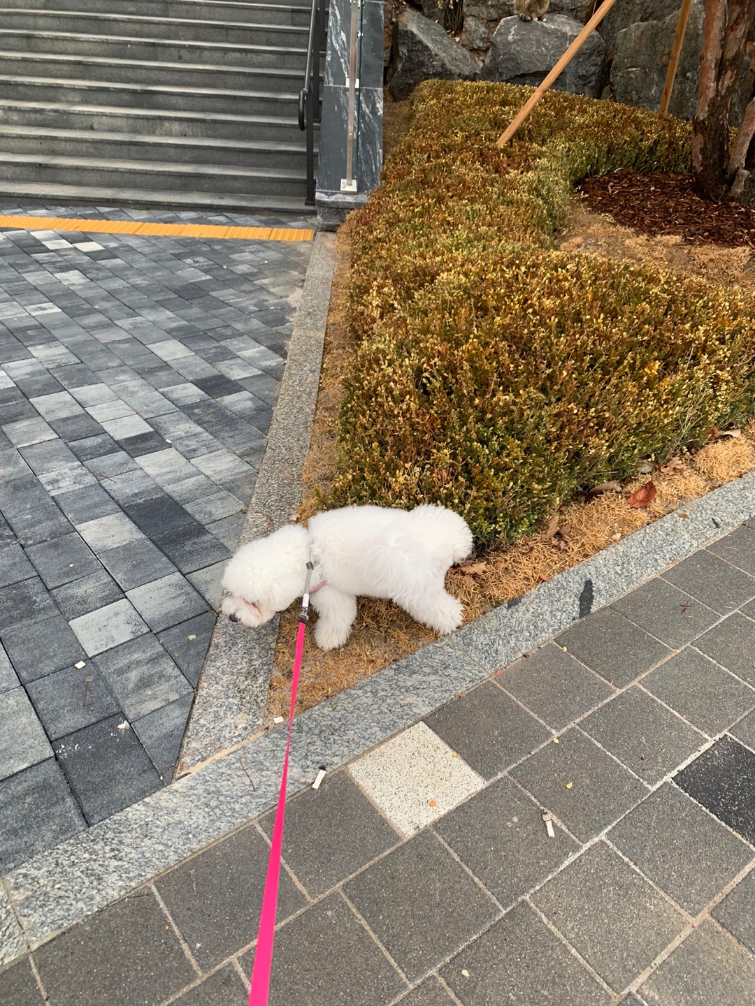 우리집 미니비숑 동구와 함께 동네 한바퀴 산책하는 모습(12)