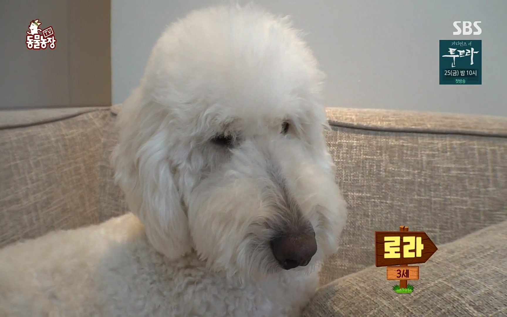TV 동물농장.E1061.220320p.H264-F1RST.mp4_20220320_183611.136.jpg