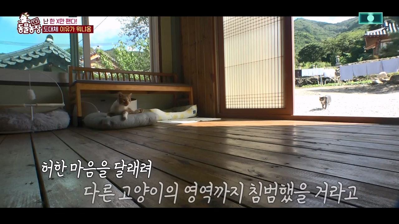 TV 동물농장.E1143.231030p-NEXT.mp4_20231029_164055.006.jpg