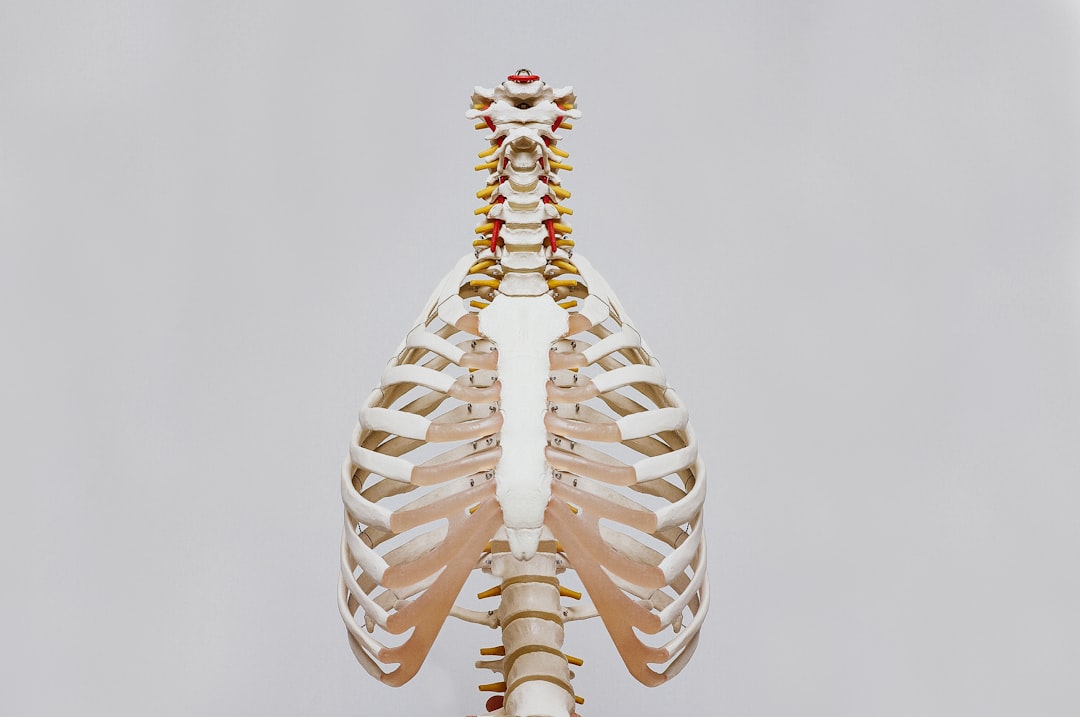 Rib