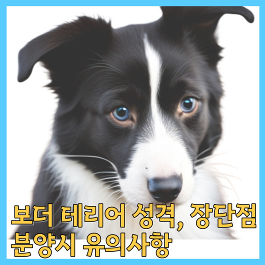  보더 테리어 성격, 장단점, 분양시 유의사항