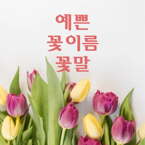 예쁜 꽃 이름과 꽃말 알려드려요