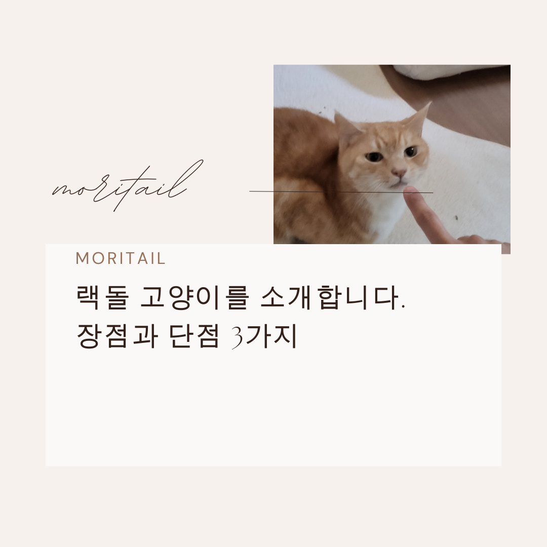 랙돌 고양이를 소개합니다. 장점과 단점 3가지