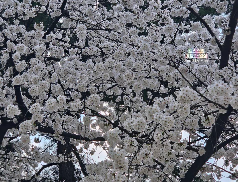 서울 벚꽃 명소 나들이 추천 경복궁&#44; 덕수궁 4월 개화 상황 서울 가볼만한곳