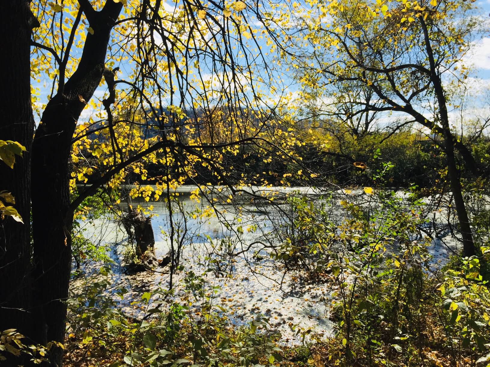 강-노란색-잎-나무