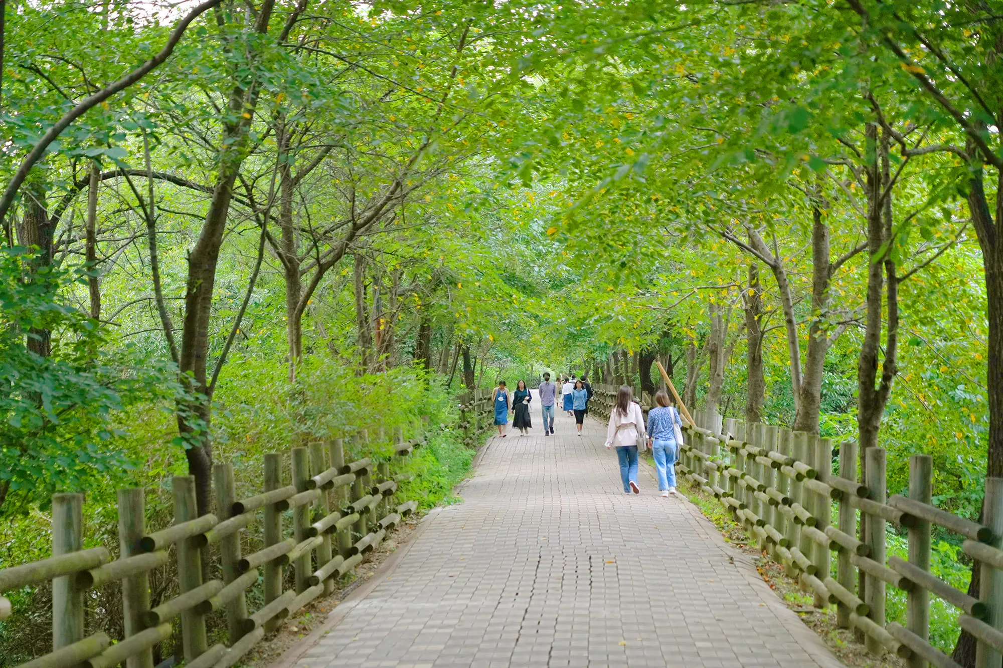 하늘공원 메타세콰이어길 산책 코스_6