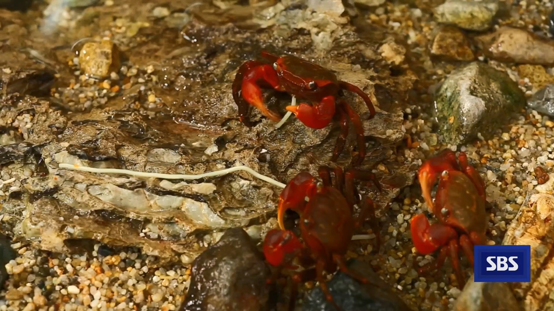 일요특선 다큐멘터리.E344.240310p-NEXT.mp4_20240310_160138.284.jpg