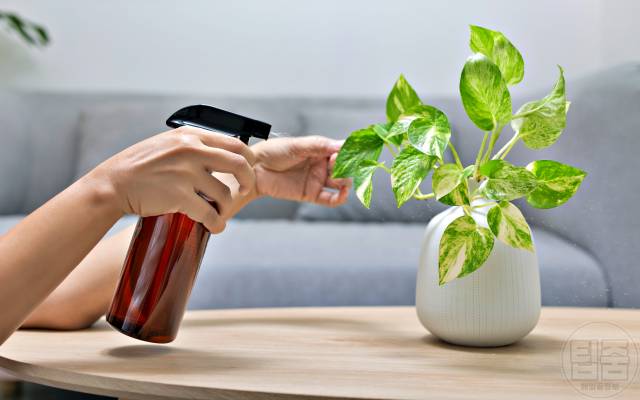 공기정화식물 키우기 효과 종류 추천