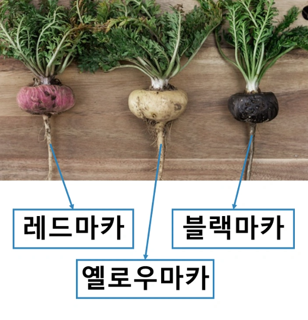  블랙 마카: 활력과 건강을 책임지는 자연의 선물
