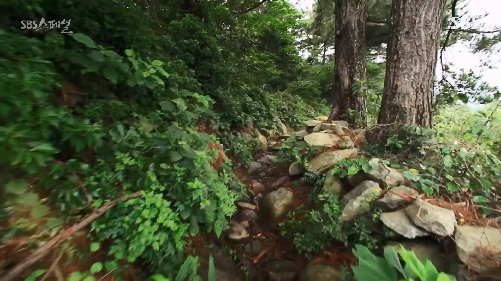 일요특선 다큐멘터리.E344.240310p-NEXT.mp4_20240310_160122.249.jpg