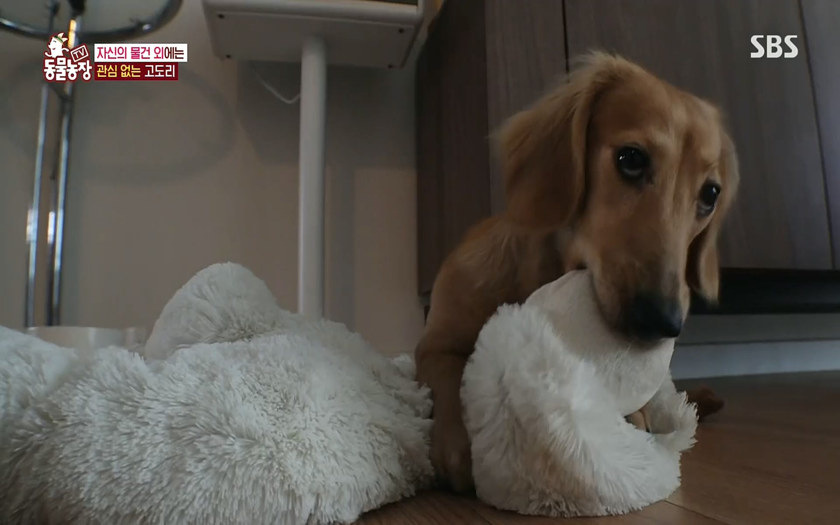 TV 동물농장.E1083.220821p.H264-F1RST.mp4_20220821_183653.014.jpg