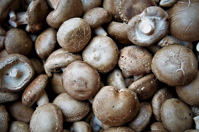 많은-표고버섯-사진