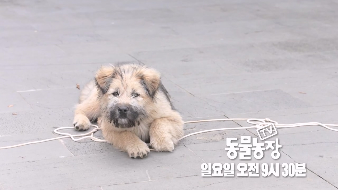 TV 동물농장.E1171.240513p-NEXT.mp4_20240512_163357.329.jpg