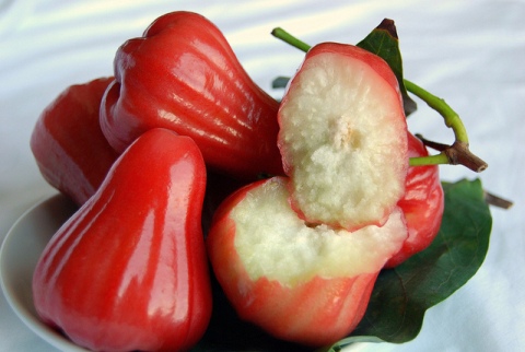  로즈애플 (Rose apple) 효능효과 & 부작용