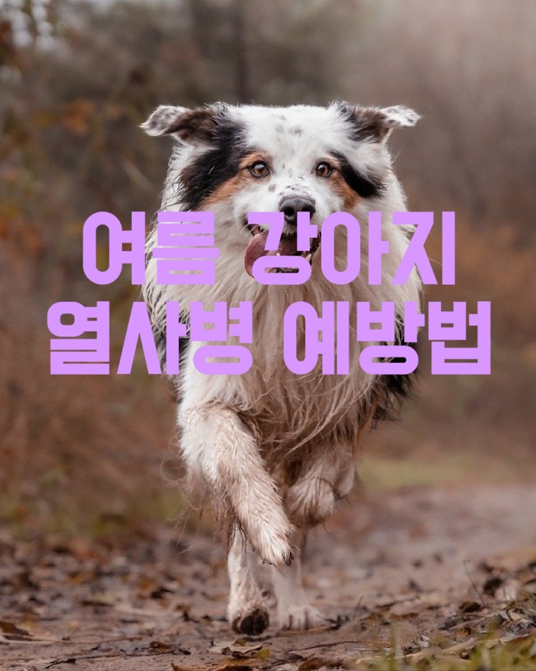 강아지 열사병 예방