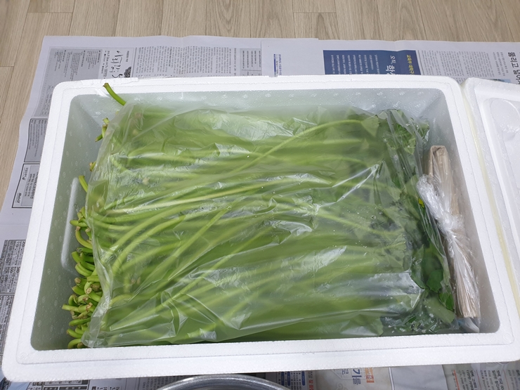 고구마줄기(고구마순) 껍질 손질, 삶는시간, 보관방법 - 파인리뷰 고구마줄기(고구마순) 껍질 손질, 삶는시간, 보관방법 - 파인리뷰