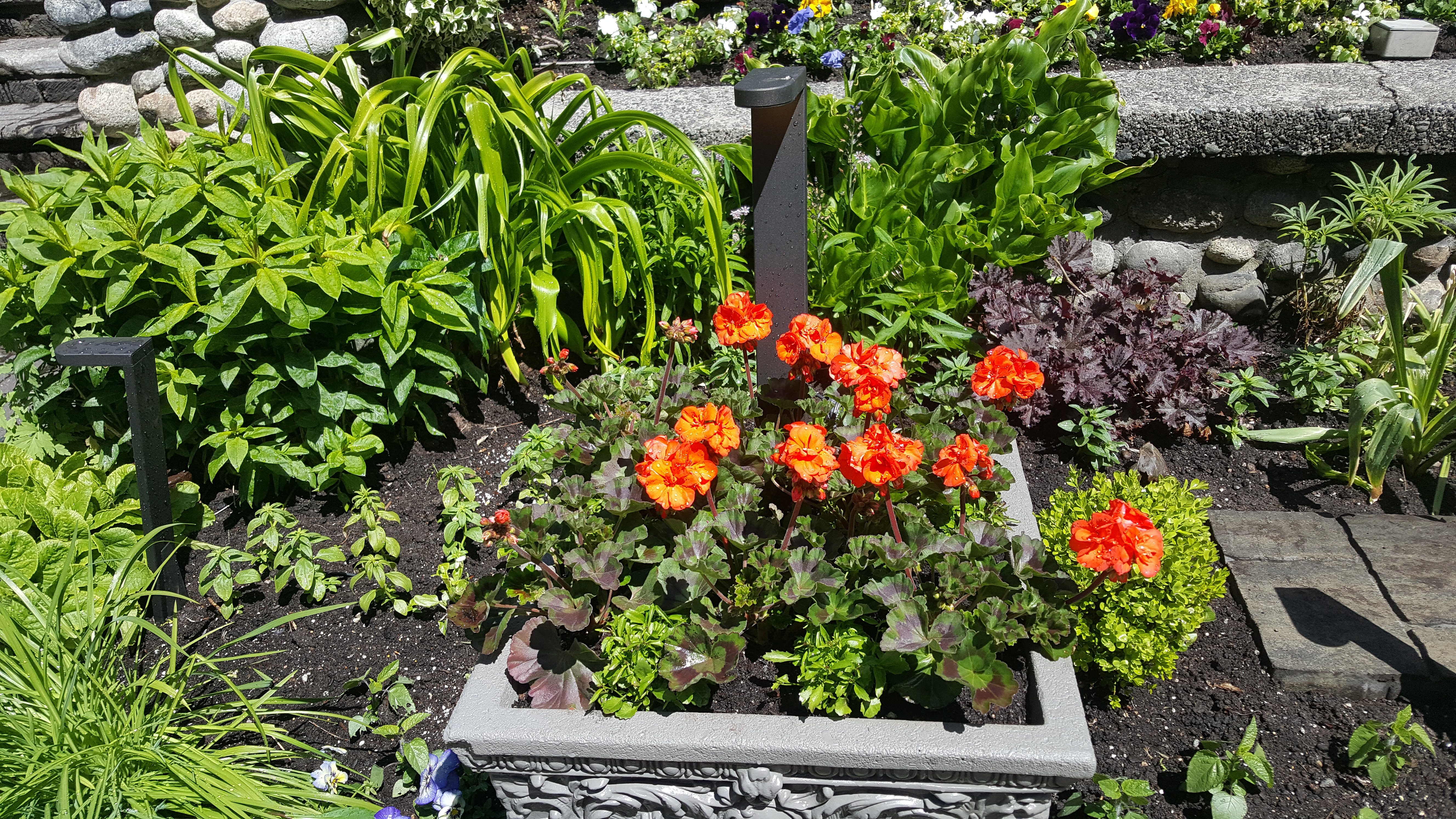 하우스 정원의 제라늄 꽃