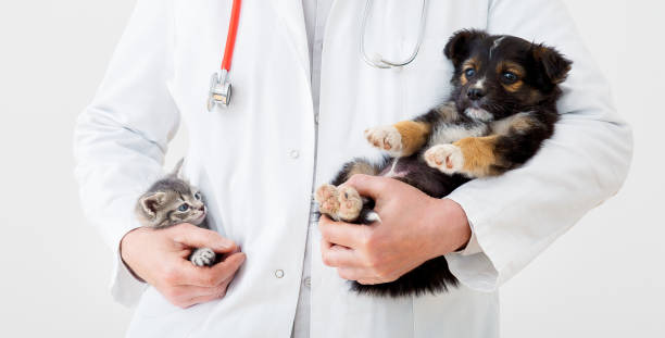 수의사가 진료를 하기 위해서 새끼 강아지와 고양이를 품에 앉고 있는 모습