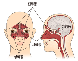 부비동