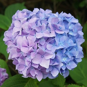 수국