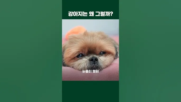 강아지 행동별 특징 의미 강아지 신호 해석 방법_3