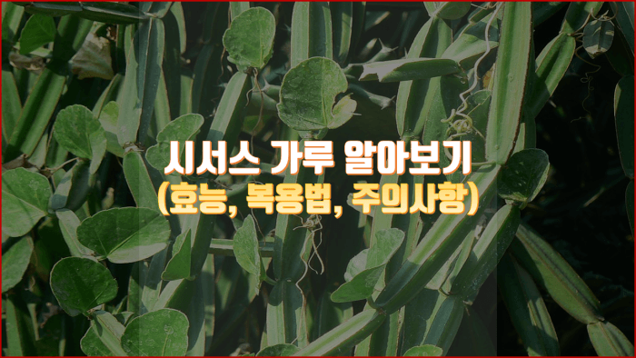  다이어트 효과가 좋다는 시서스(CISSUS) 알아보기