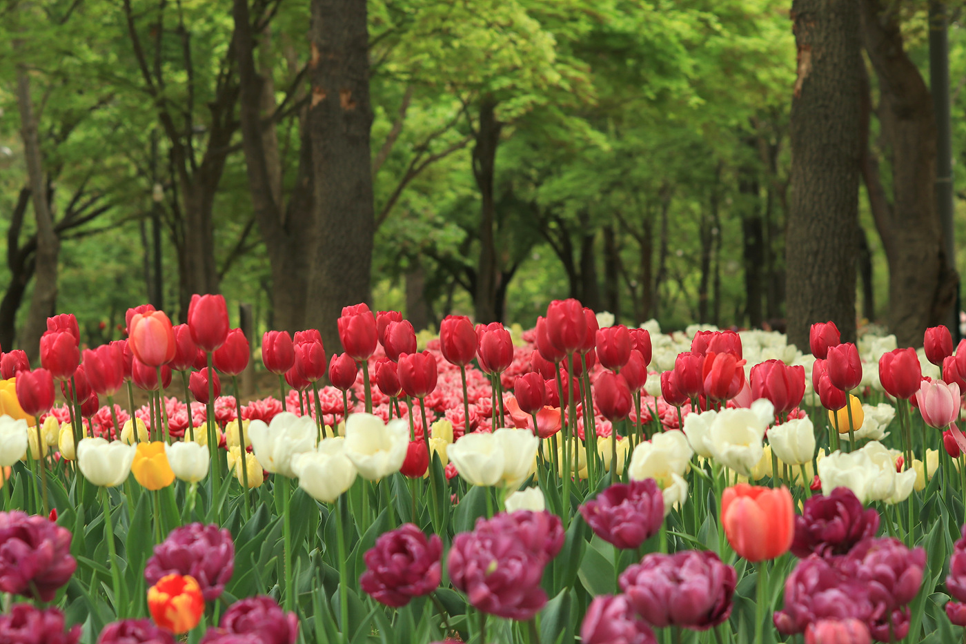 주말 서울숲 튤립 개화 현황… 13