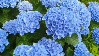 수국 키우는 법 색깔 변화 이유 관리_3