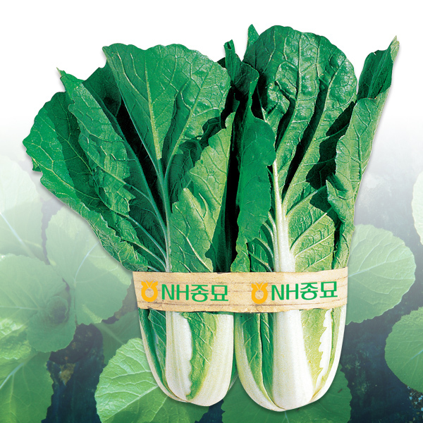 얼갈이 배추 파종시기 재배법 5