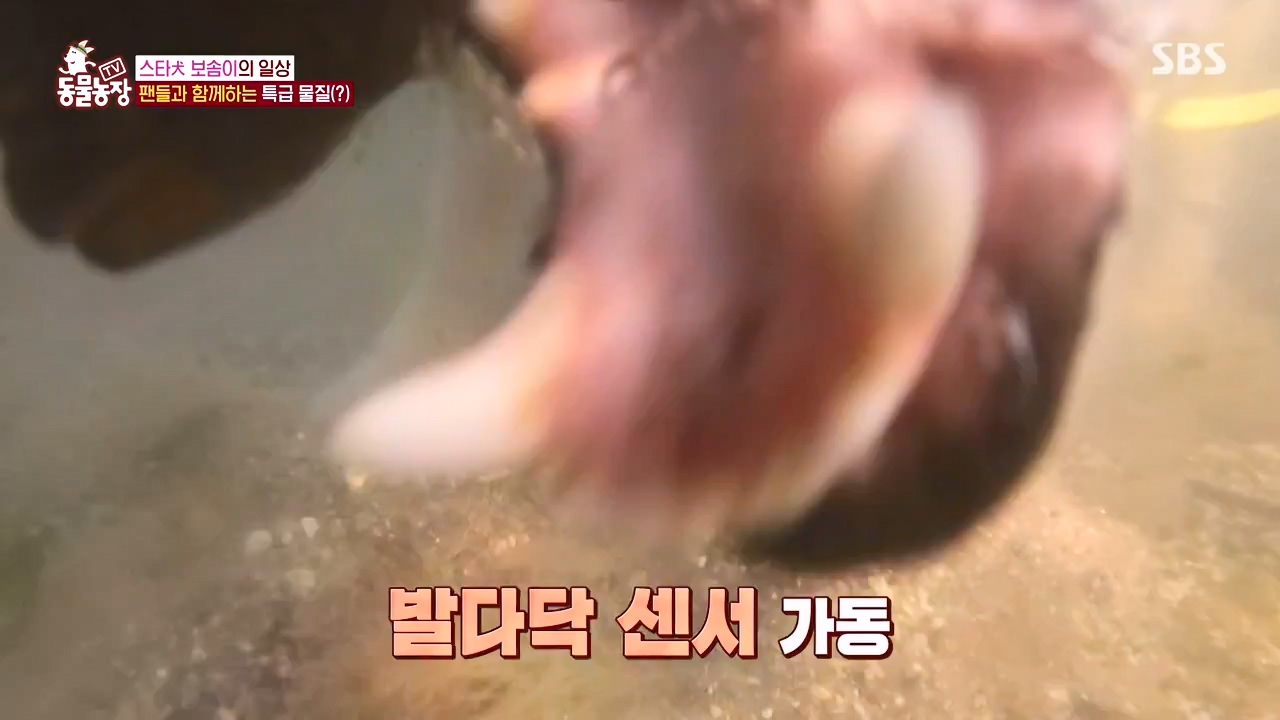 TV 동물농장.E1134.230821p-NEXT.mp4_20230820_193338.941.jpg