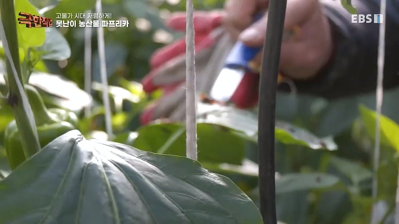 극한직업.E1046.221232p-NEXT.mp4_20230103_200856.304.jpg
