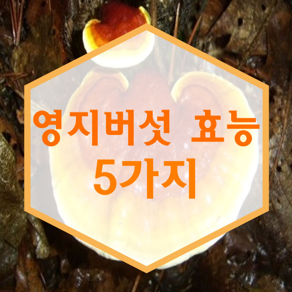  영지버섯 효능 정리