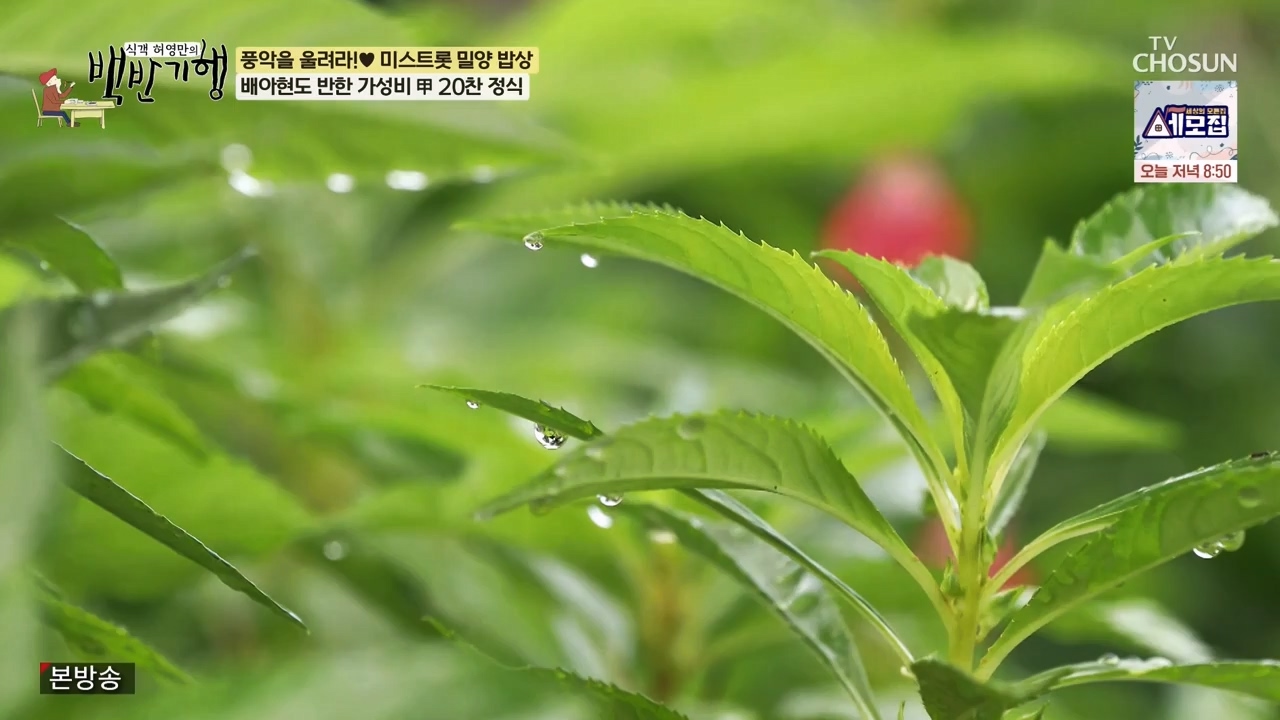 식객 허영만의 백반기행.E247.240513p-NEXT.mp4_20240513_195716.383.jpg