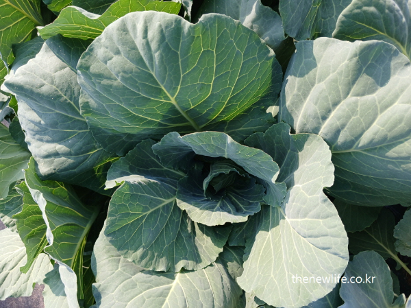 Close-up of large, healthy kale leaves with vivid veins in natural light-자연광 아래 선명한 잎맥이 보이는 큼직하고 건강한 케일 잎 근접 촬영