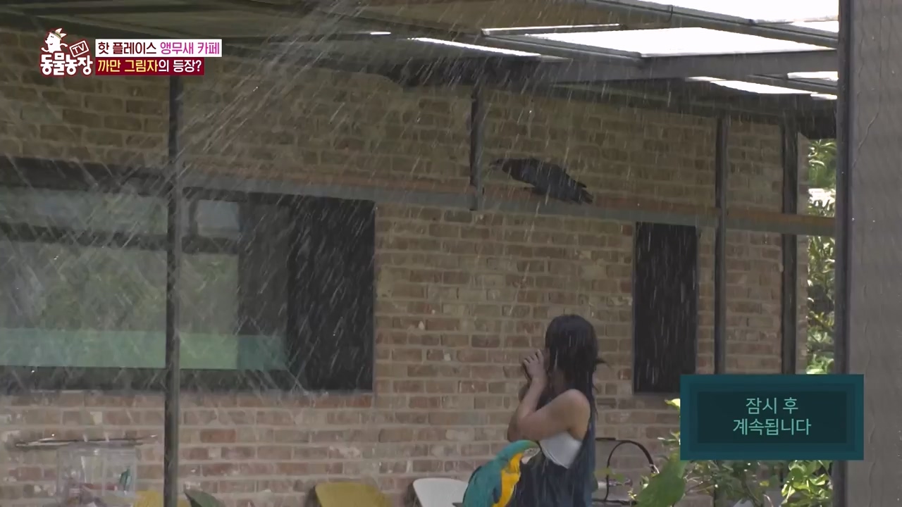 TV 동물농장.E1135.230828p-NEXT.mp4_20230827_180816.559.jpg