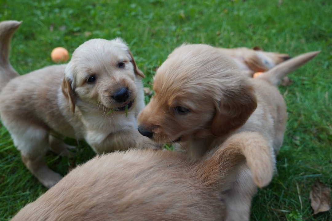 'puppy'