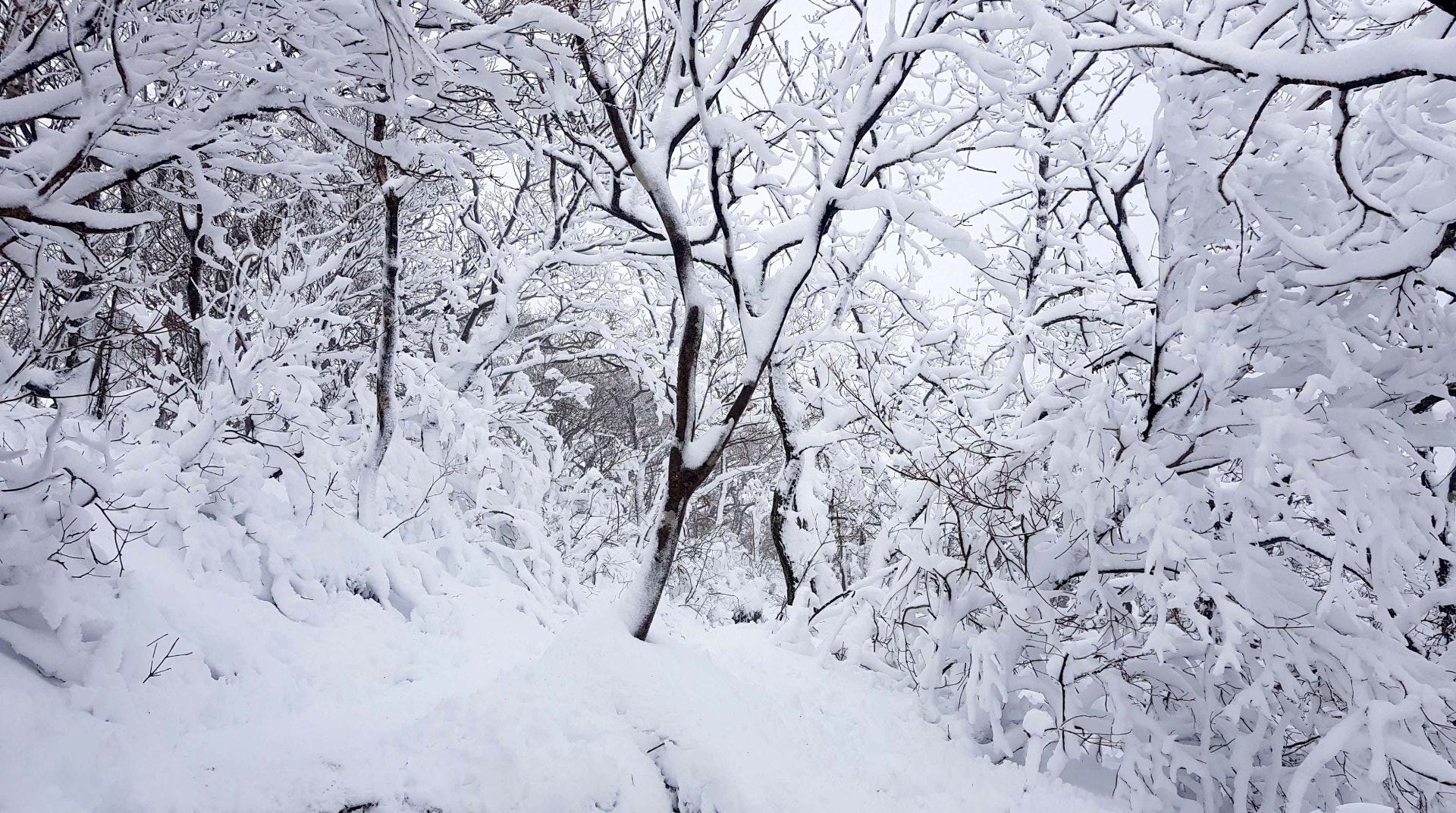 울산 가지산 설경