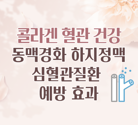 콜라겐-혈관-건강-동맥경화-하지정맥-심혈관질환-예방-효과