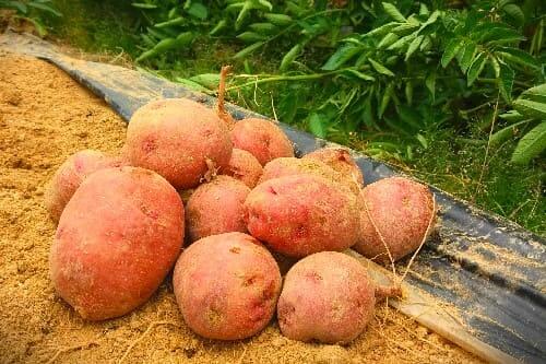 감자-재배방법-홍감자-수미감자-수확시기