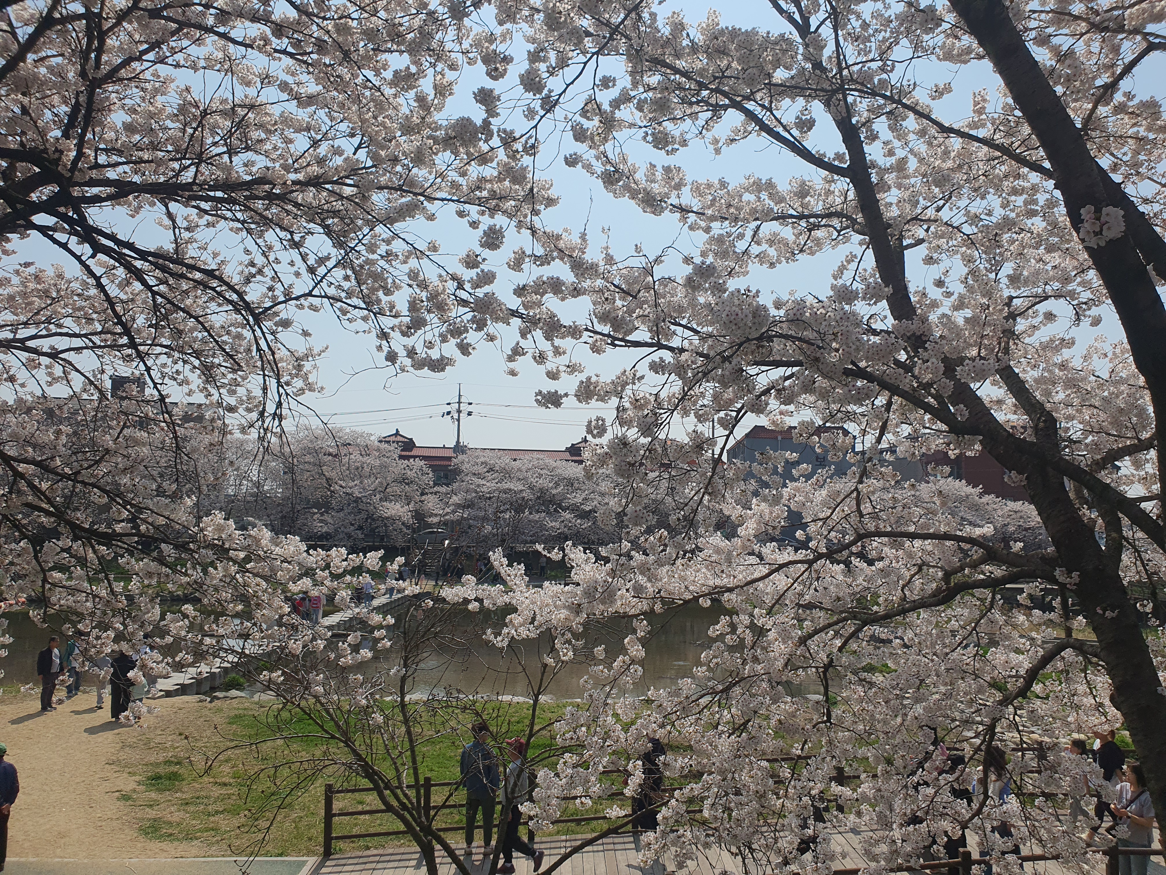 서산 벚꽃 명소 해미천&#44; 산책 루트 사진 찍기 좋은 포인트