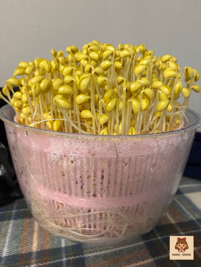 콩나물키우기 6일차 수확 직전 모습Day 6 soybean sprouts fully grown and ready for harvest