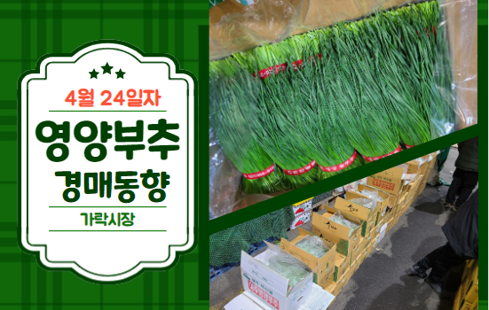 [경매사 일일보고] 4월 24일자 가락시장 영양부추 경매동향을 살펴보겠습니다!