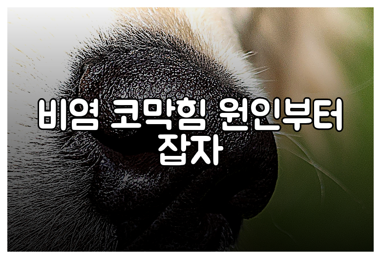 비염 코막힘 원인부터 잡자