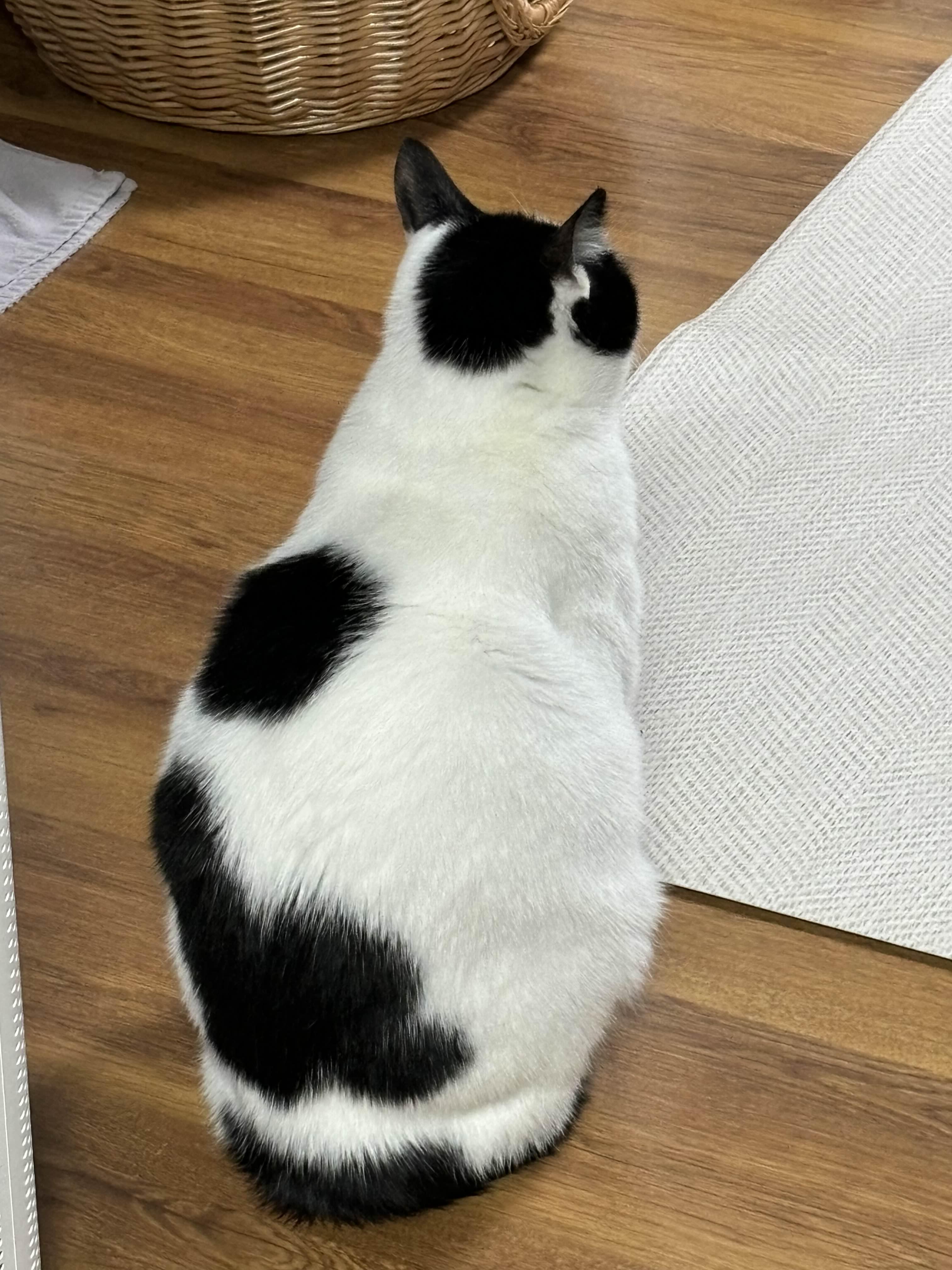 alt 태그