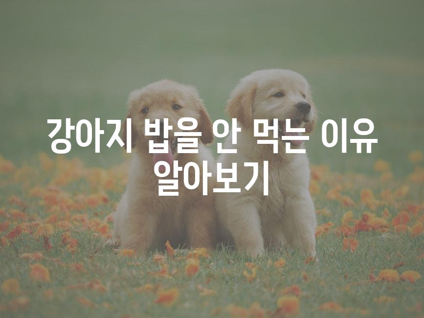 강아지 밥을 안 먹는 이유 알아보기