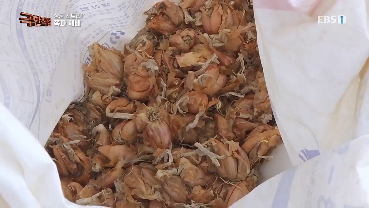 TV - 교육의 중심 EBS성공 스토리! 쪽파 재배와 과일 도매.mp4_20221209_203557.336.jpg