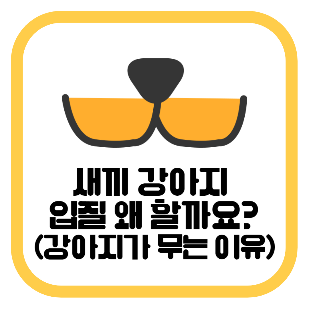 새끼 강아지 입질 왜 할까요(강아지가 무는 이유)
