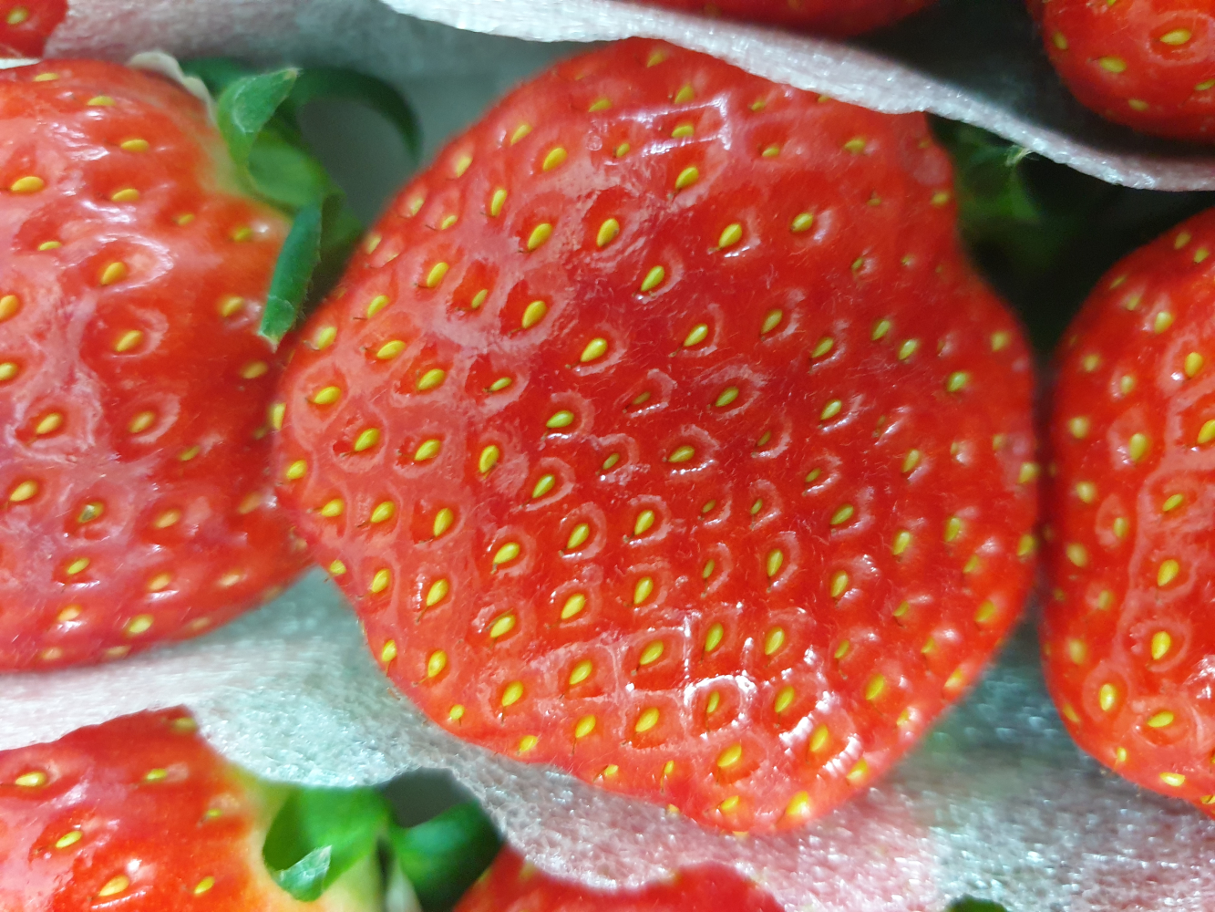 딸기 사진